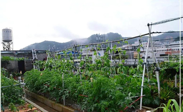 聽說了嗎，多米居然開始搞副業(yè)了？