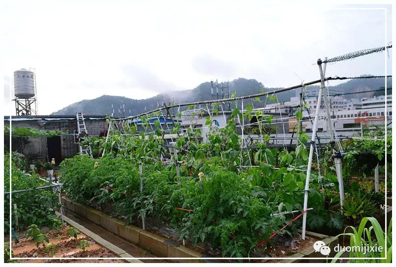 聽說了嗎，多米居然開始搞副業(yè)了？